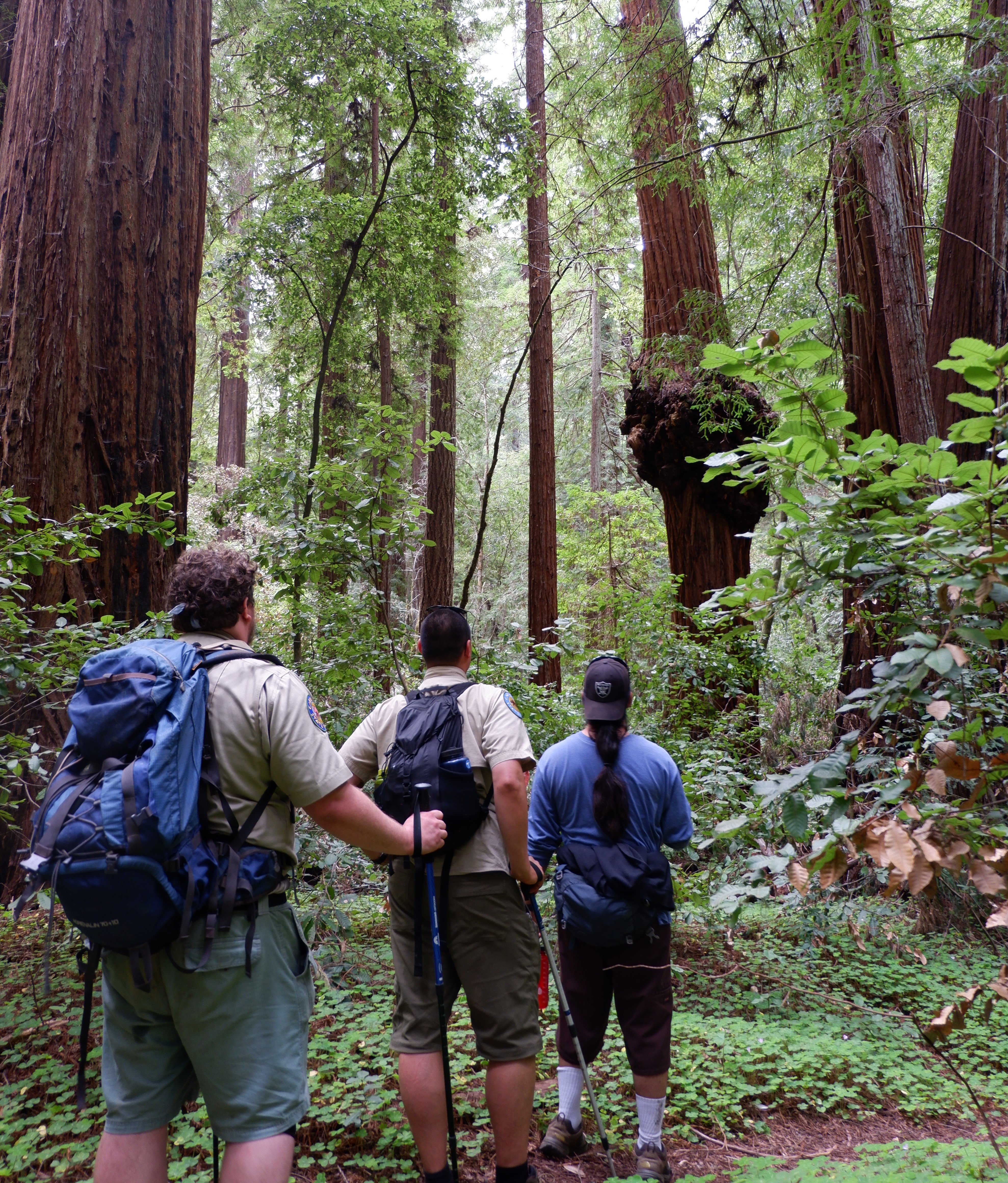 Hikers at Portola Redwoods State Park lookin up to see a high burl in a redwood trunk